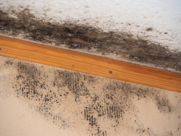 Asbestos and Lead Testing During Mold Inspection in Burlington, KY