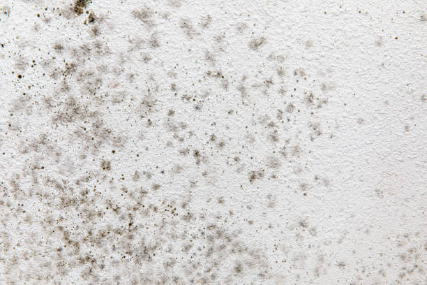 Best Comprehensive Air Testing for Mold Contaminants  in Burlington, KY