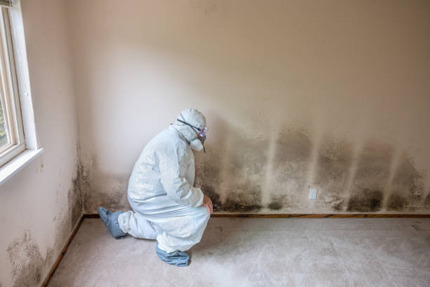 Environmental Consulting for Mold Prevention in Burlington, KY