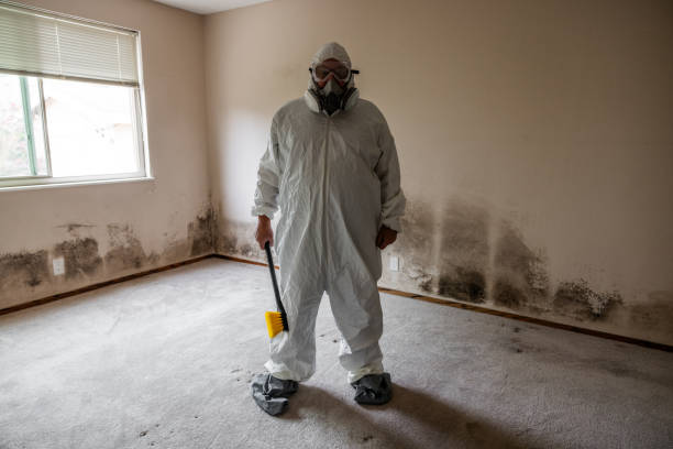 Best Basement Mold Removal  in Burlington, KY